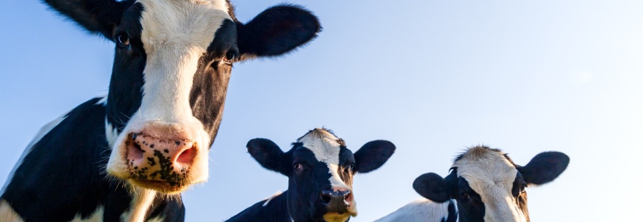 Cows Looking at Camera